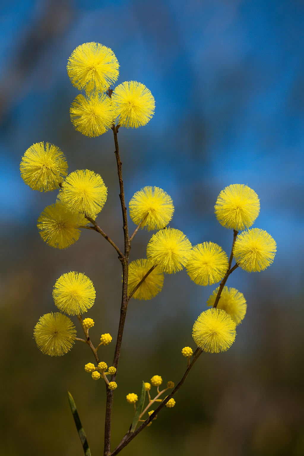 Hamilton's Wattle